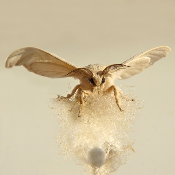 Silky – Bombyx mori
