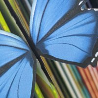 A butterfly